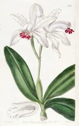 Cattleya intermedia（syn。Cattleya intermedia var。Pallidaとして）